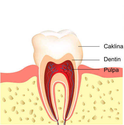 Struktura zuba